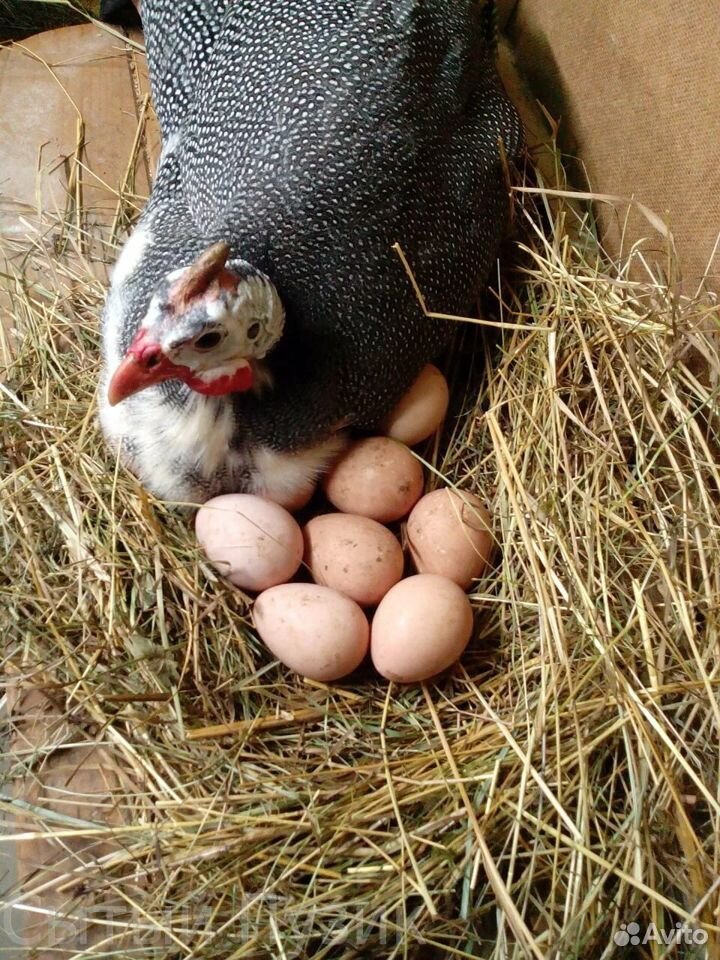 Яйца инкубационные цесарские купить на Зозу.ру - фотография № 1