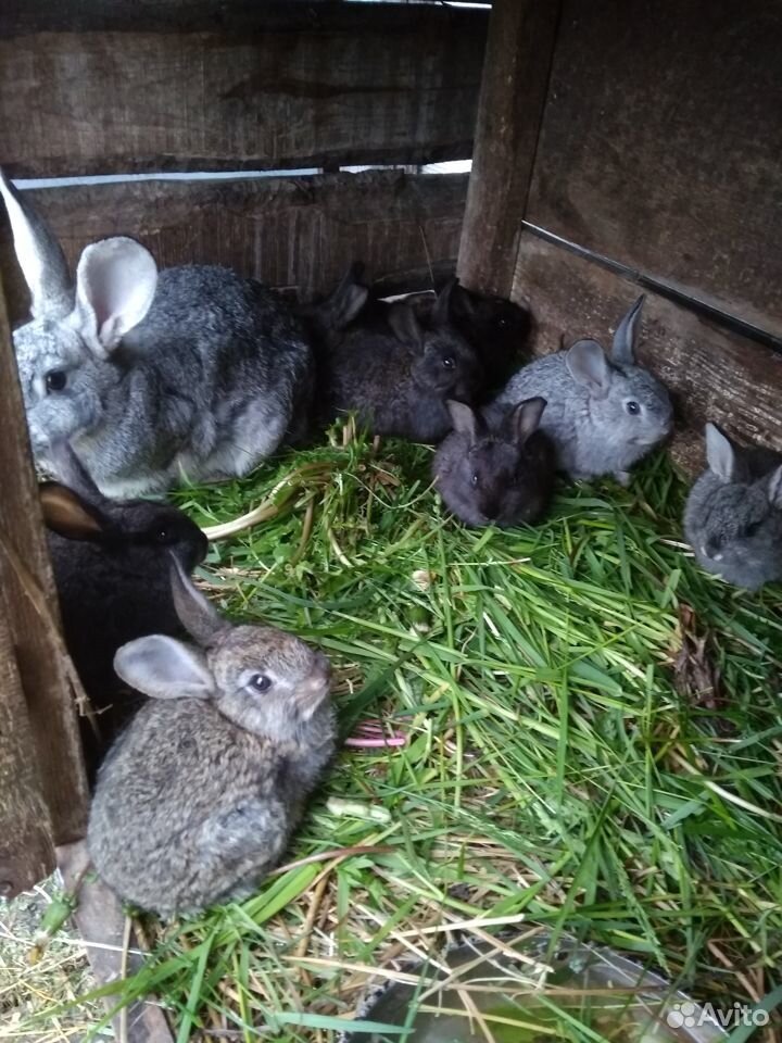 Кролик самка с 8-мью крольчатами купить на Зозу.ру - фотография № 3