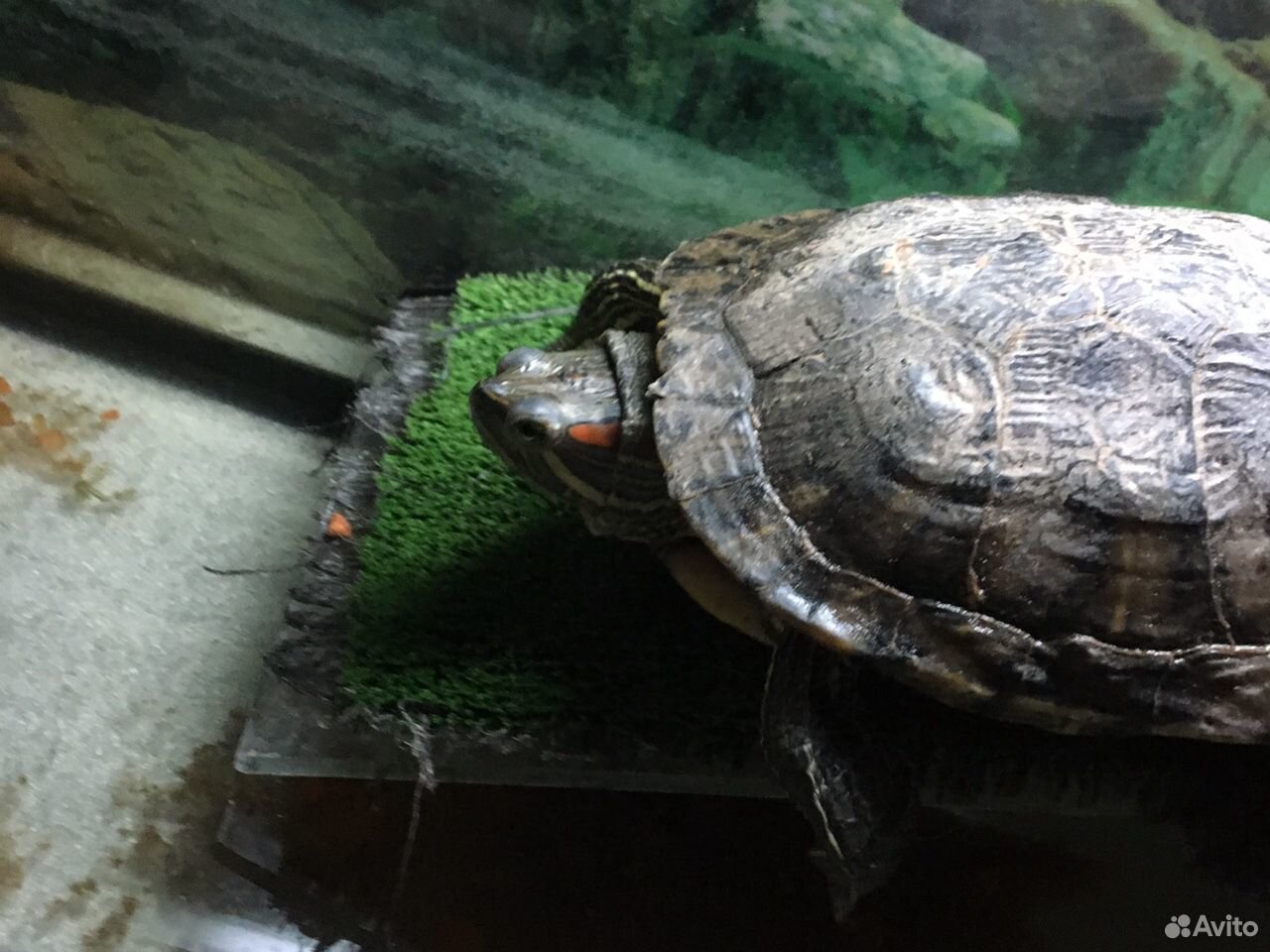 Черепаха с аквариумом и фильтром купить на Зозу.ру - фотография № 1