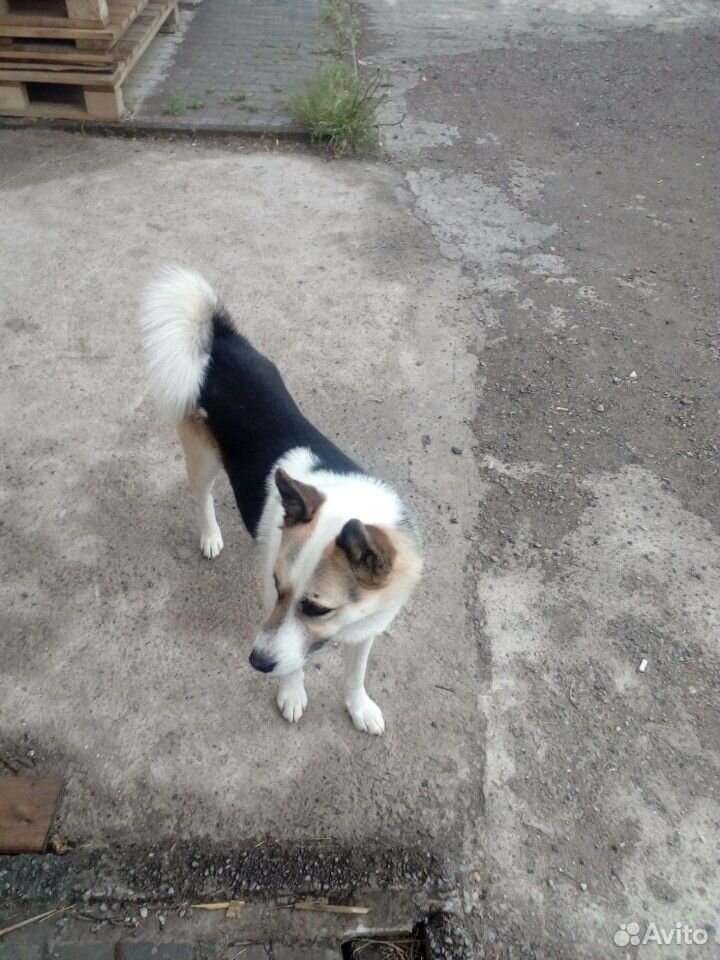 Кто потерял собаку купить на Зозу.ру - фотография № 2