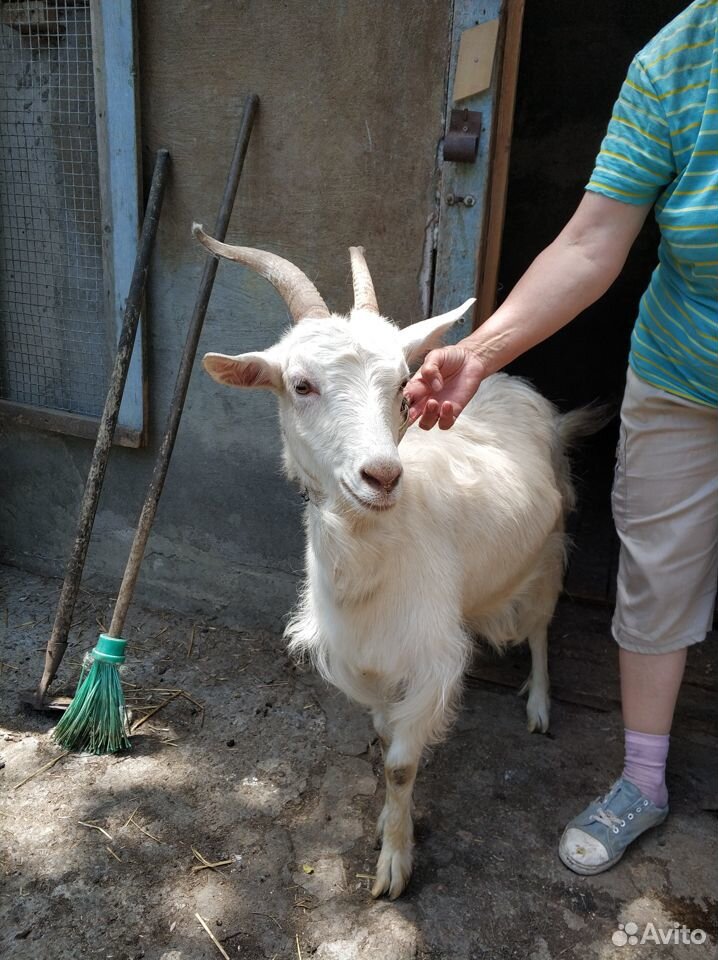 Продаются козы купить на Зозу.ру - фотография № 1