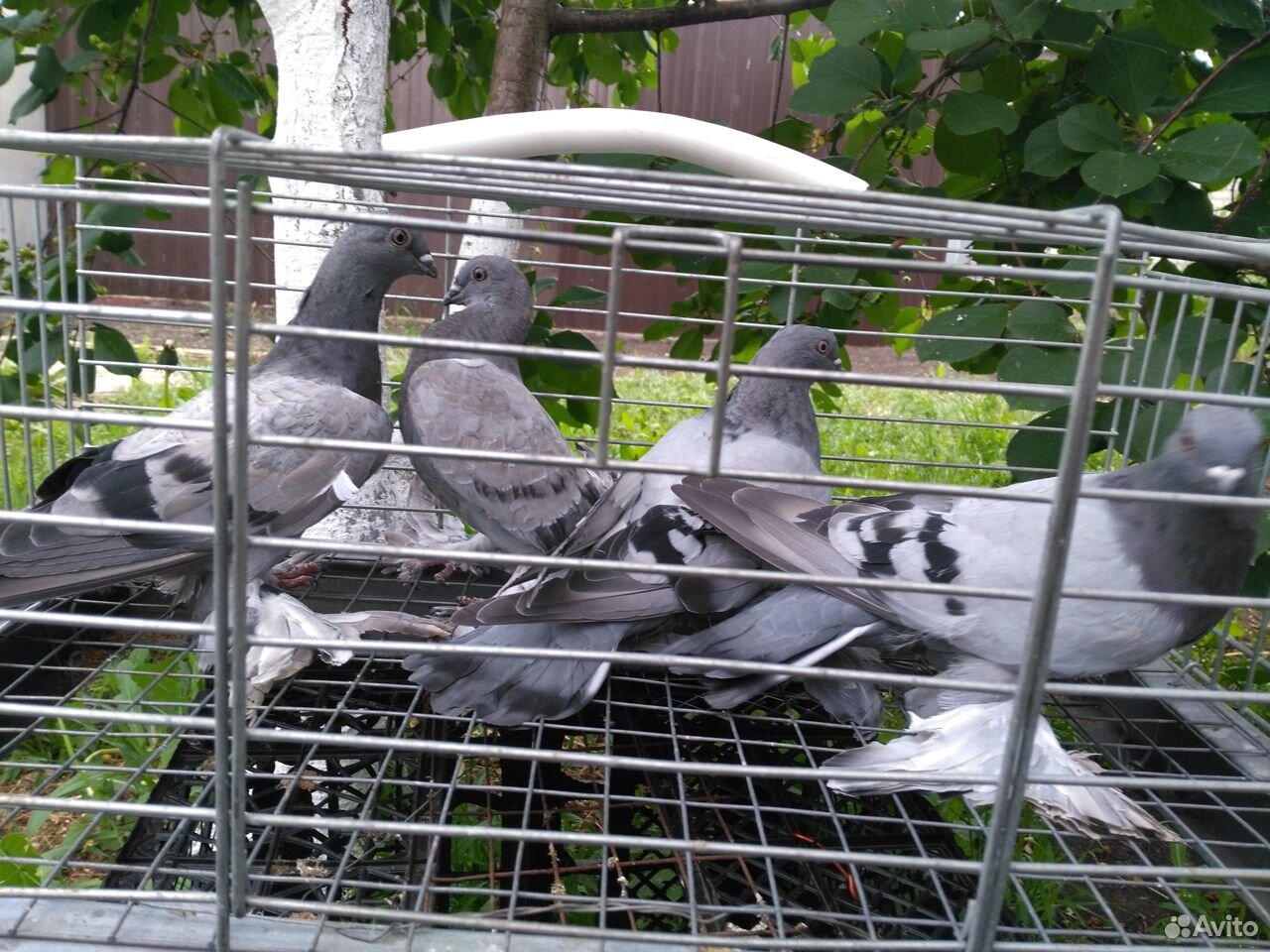 Узбекские бойные голуби купить на Зозу.ру - фотография № 2