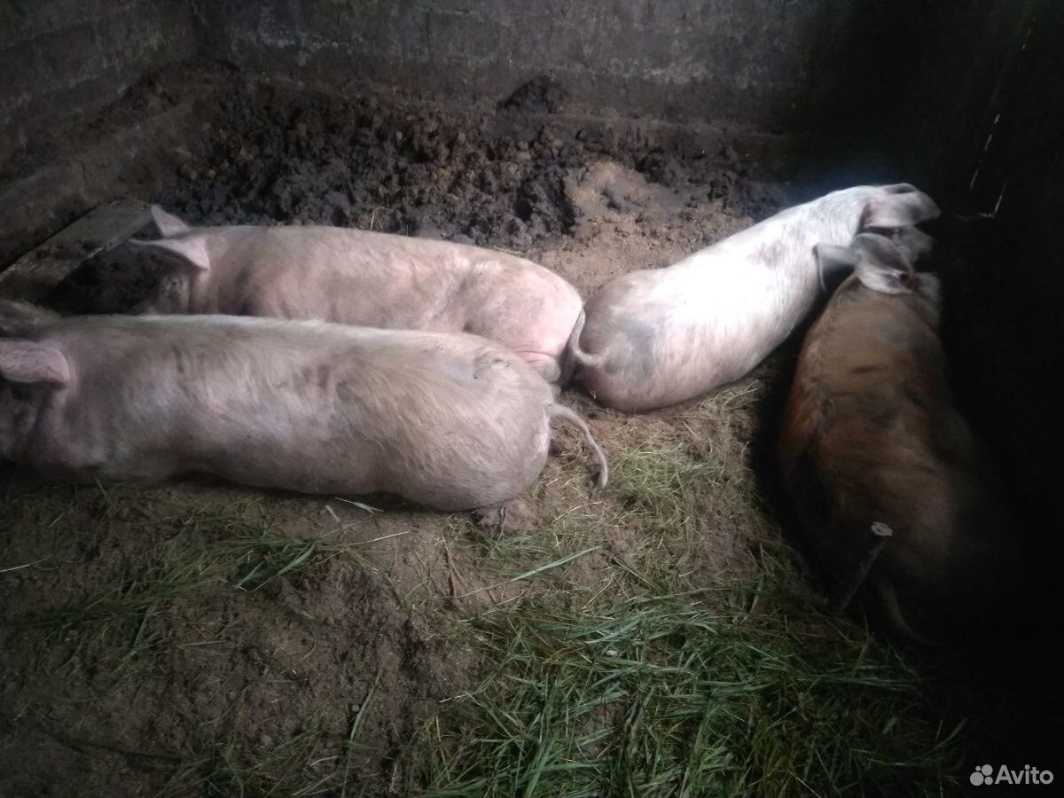 Домашние свиньи живой вес купить на Зозу.ру - фотография № 3