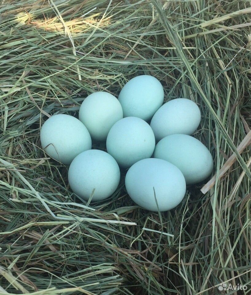 Ухейилюй инкубационные яйца или цыплята суточные купить на Зозу.ру - фотография № 3