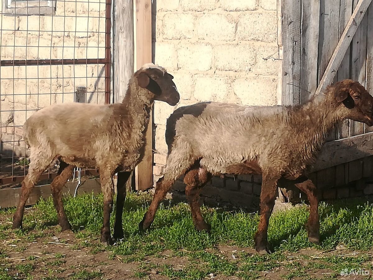 Овцы эдельбайские купить на Зозу.ру - фотография № 3