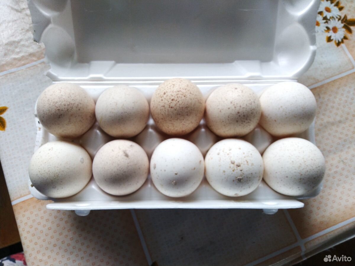 Инкубационое яйцо индейки купить на Зозу.ру - фотография № 1