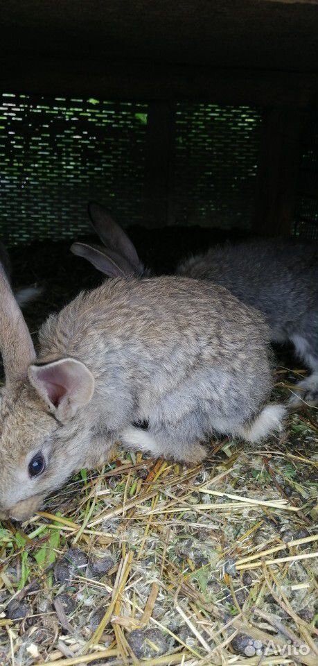 Кролики (1-3 месячные) купить на Зозу.ру - фотография № 3