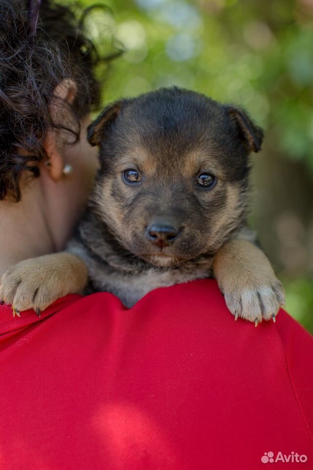 Бусинка - ласковый щенок ищет свою семью купить на Зозу.ру - фотография № 2