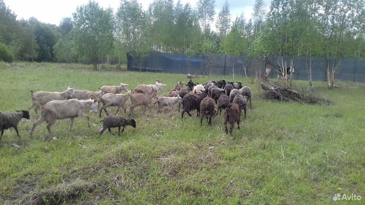 Овцы быки купить на Зозу.ру - фотография № 1