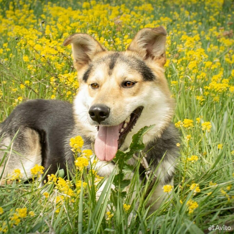Солнечный пёс Крекер купить на Зозу.ру - фотография № 1