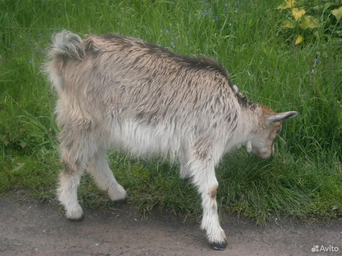 Продается коза купить на Зозу.ру - фотография № 2