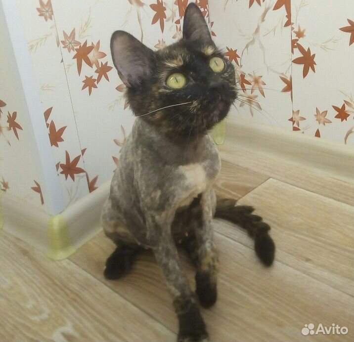 Кошка Наташа ищет дом купить на Зозу.ру - фотография № 5