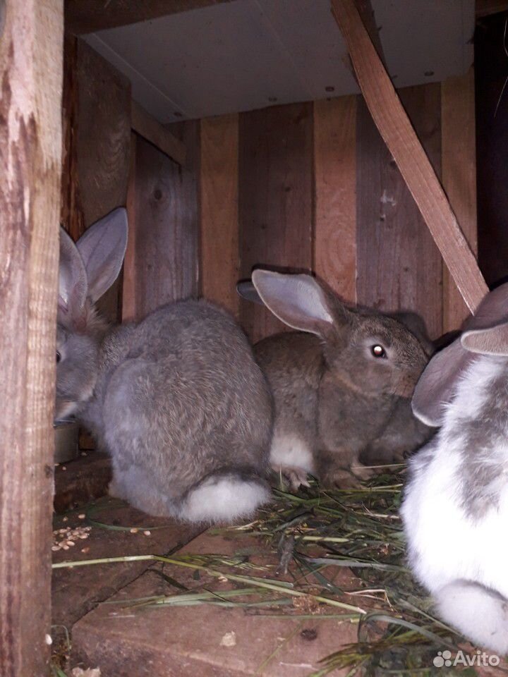 Кролы и крольчихи 5 месяцев купить на Зозу.ру - фотография № 6