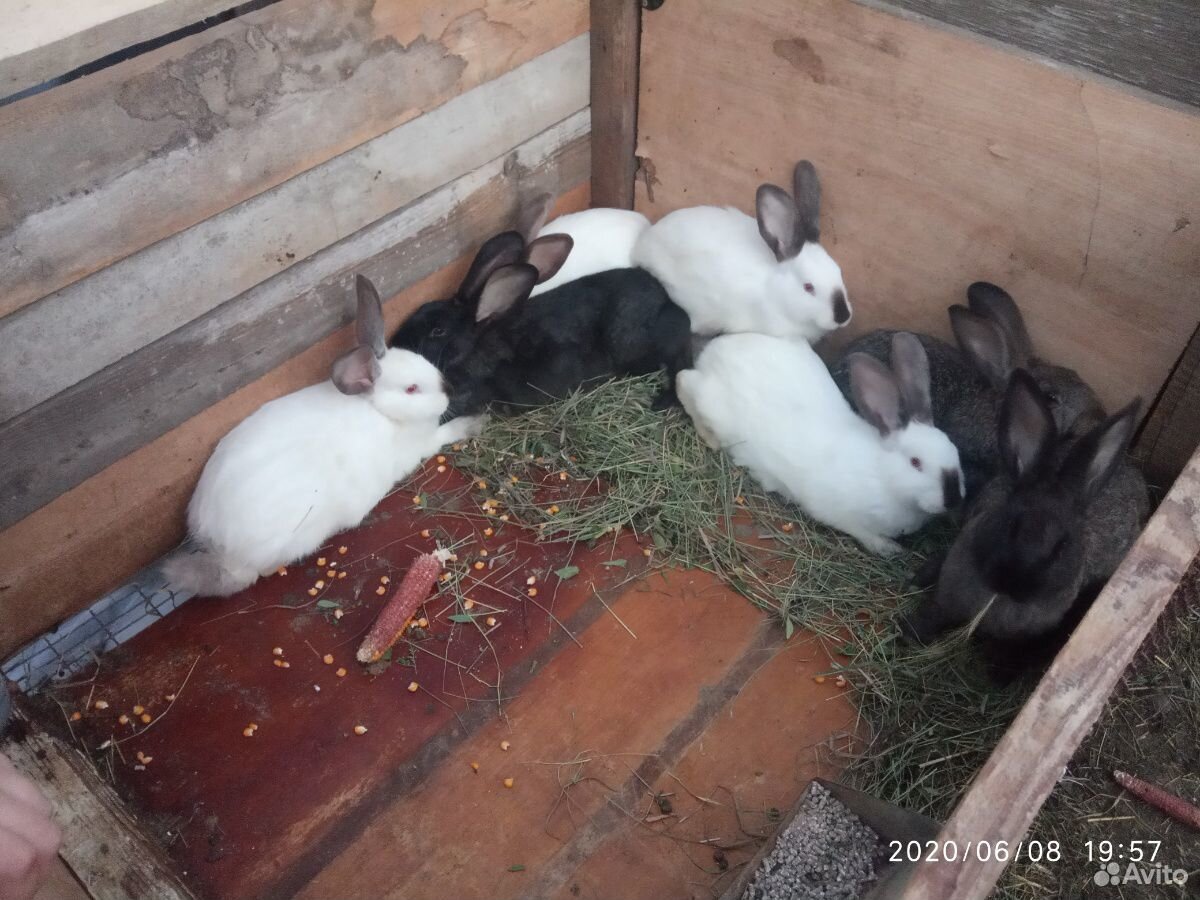 Кролики Калифорния купить на Зозу.ру - фотография № 3