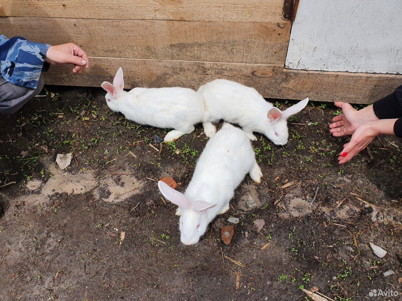 Продам кроликов белых великанов купить на Зозу.ру - фотография № 2