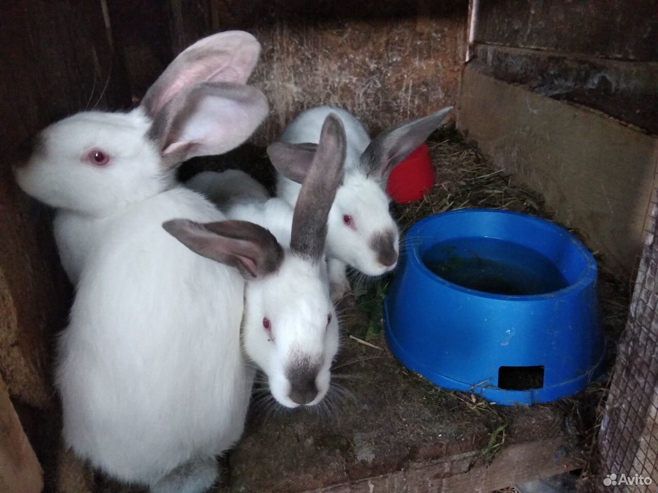 Крольчата 2мес,3 мес, 5мес купить на Зозу.ру - фотография № 5