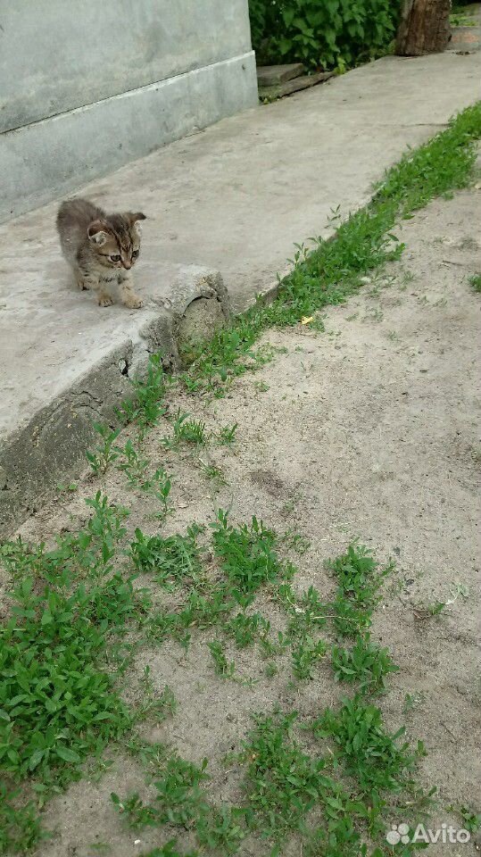 Вислоухий котик купить на Зозу.ру - фотография № 5