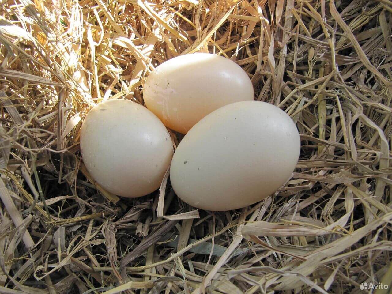 Яйца утиные и гусиные купить на Зозу.ру - фотография № 1