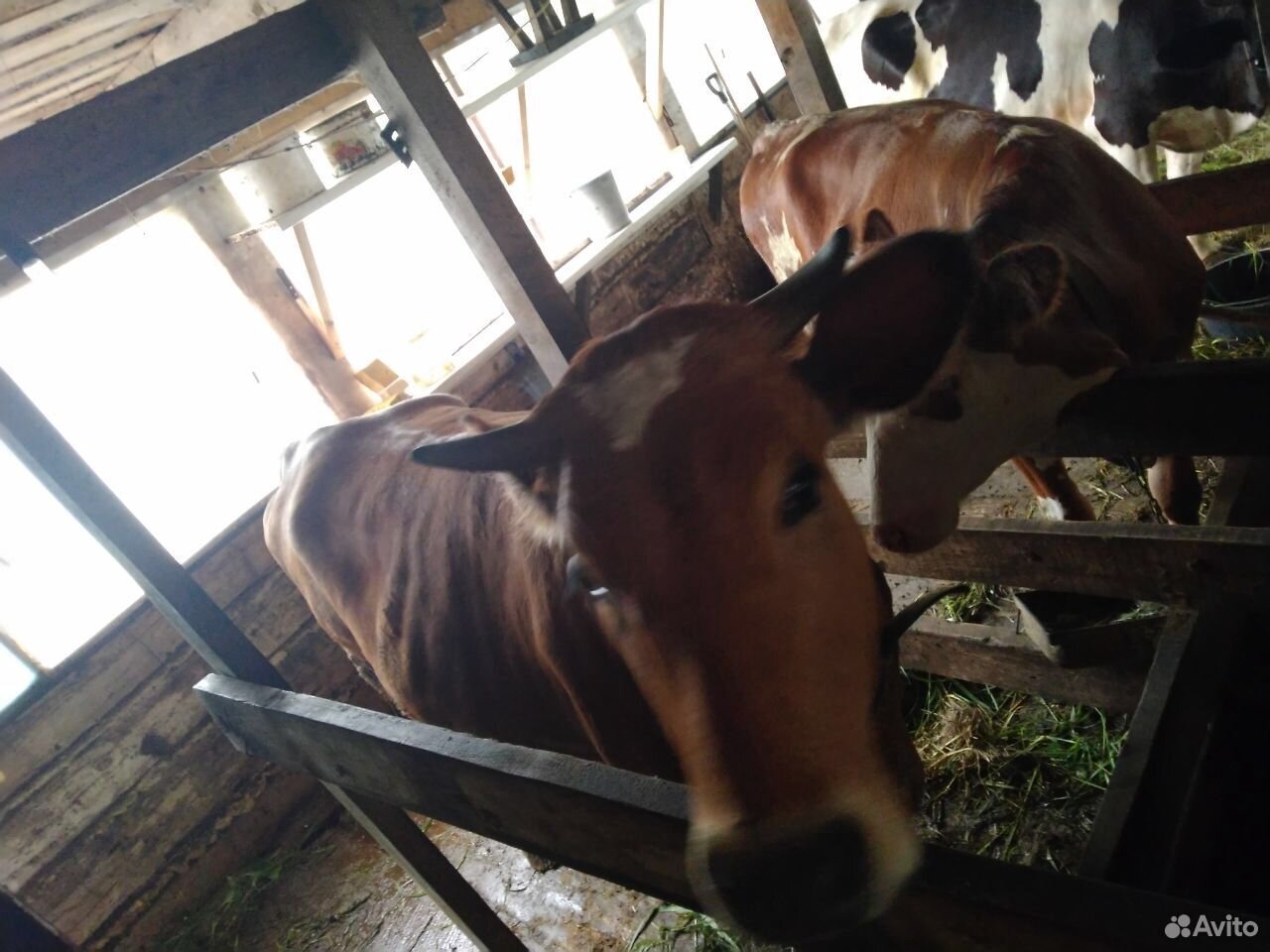 Корова, телка стельная, порода Джерси+Швиц купить на Зозу.ру - фотография № 2