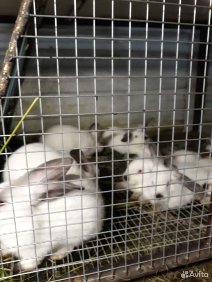 Кролики (чистые калифорнийцы) купить на Зозу.ру - фотография № 2
