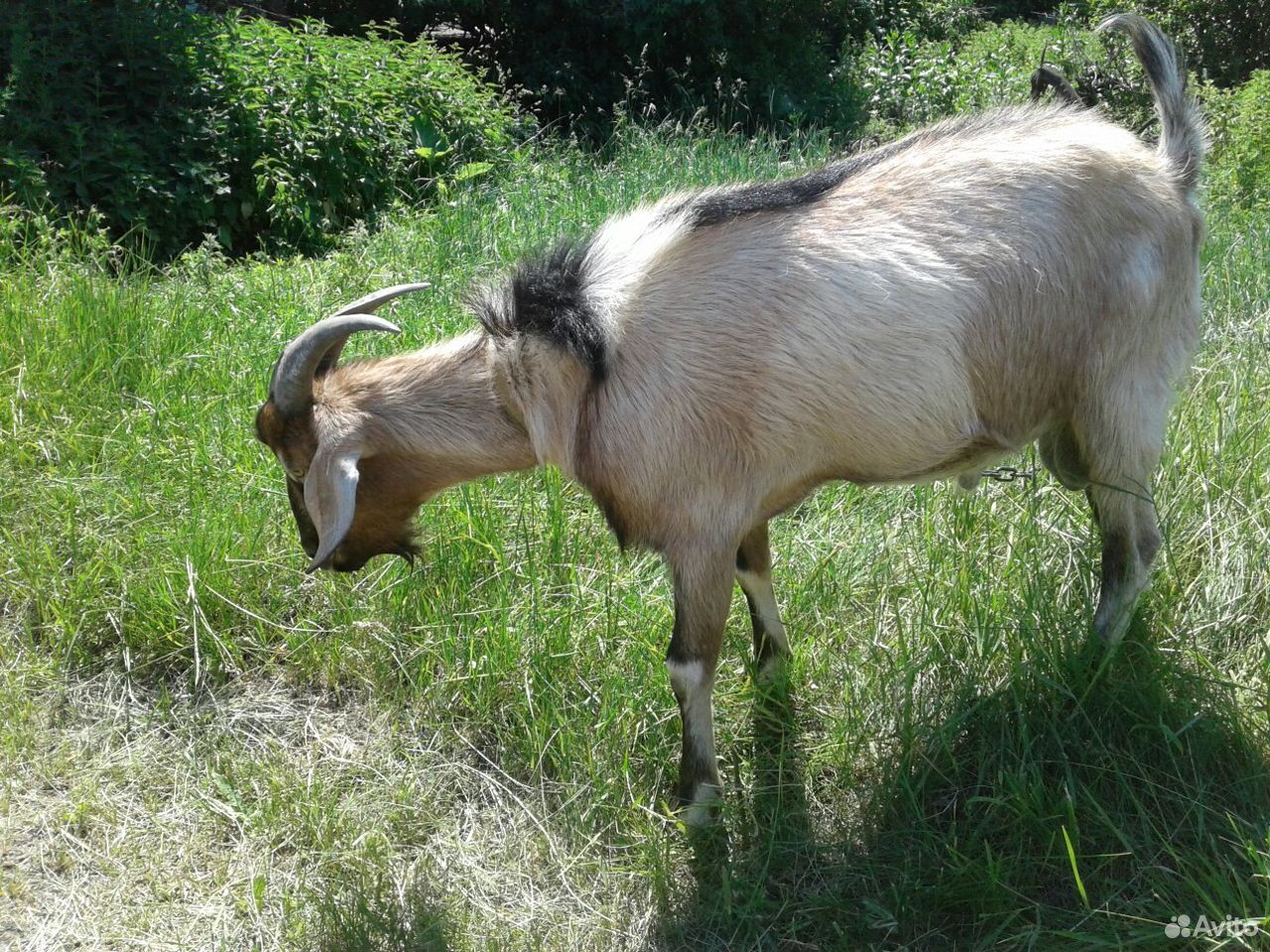 Породистый козёл на племя (продажа, обмен, торг) купить на Зозу.ру - фотография № 2