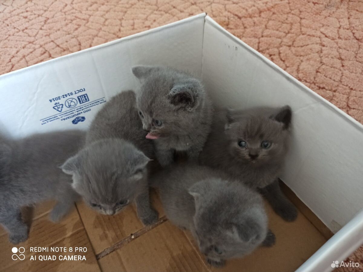 Шотландские котята 3мальчика 2девочки родились 8ма купить на Зозу.ру - фотография № 2