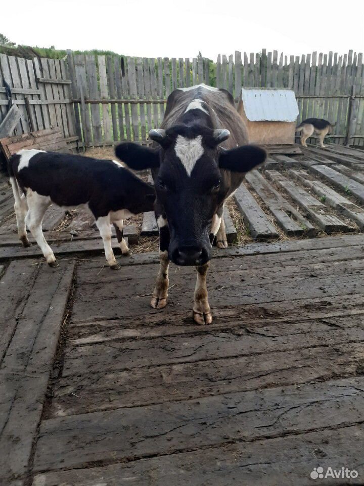 Корова и телёнок купить на Зозу.ру - фотография № 3