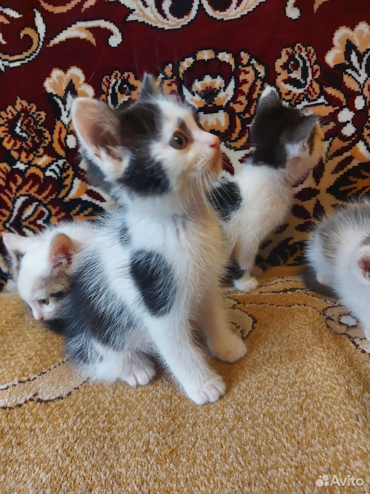 Пасхальные котята в добрые руки купить на Зозу.ру - фотография № 3