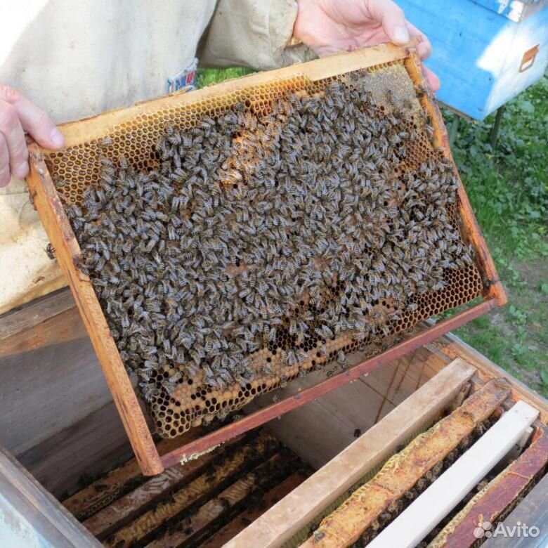 Продам пчелосемьи дадан (22 рамки) купить на Зозу.ру - фотография № 1