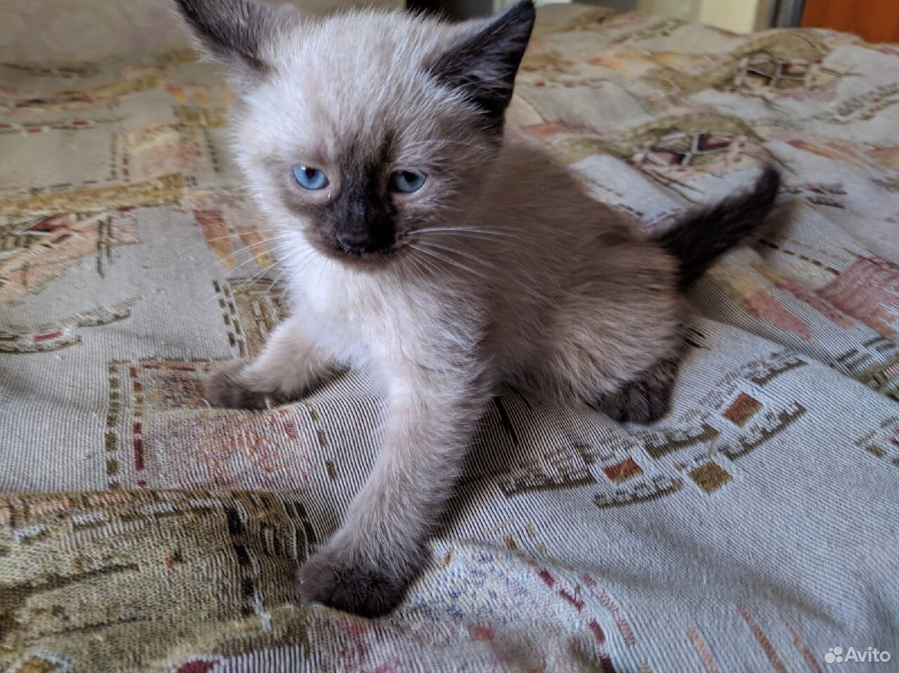 Тайский котенок 2 месяца