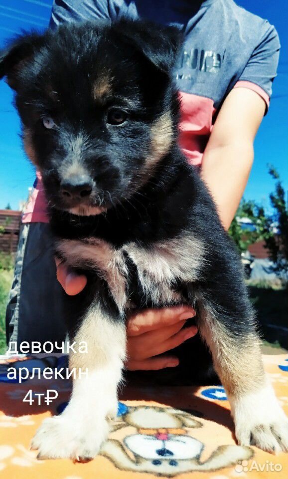 Самые добрые собаки купить на Зозу.ру - фотография № 4