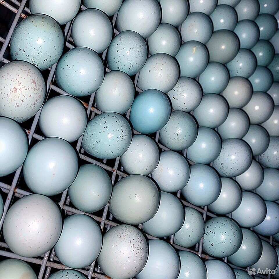 Инкубационное яйцо Перепела Целадон купить на Зозу.ру - фотография № 2