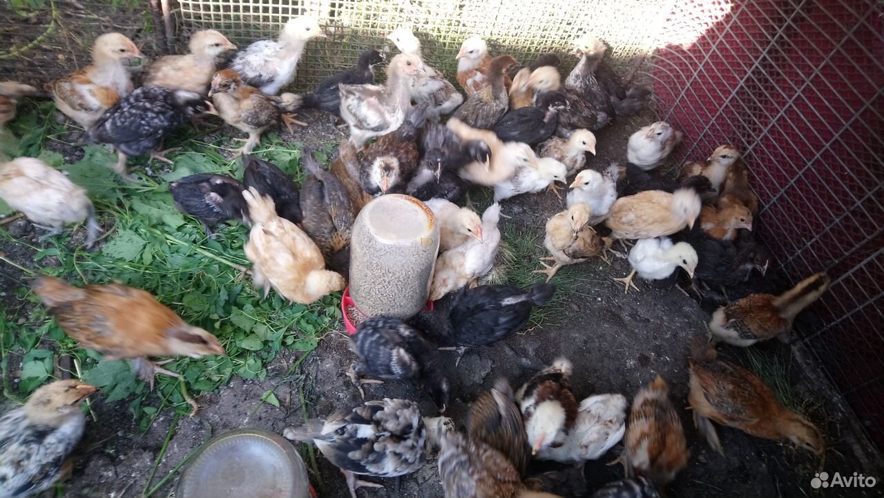 Цыплята домашние подрощенные,яйцо для инкубации купить на Зозу.ру - фотография № 5