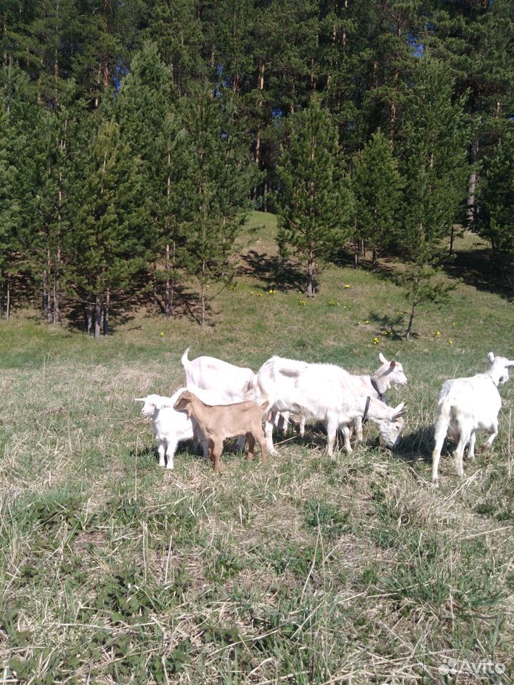 Молочные двойные козы купить на Зозу.ру - фотография № 1