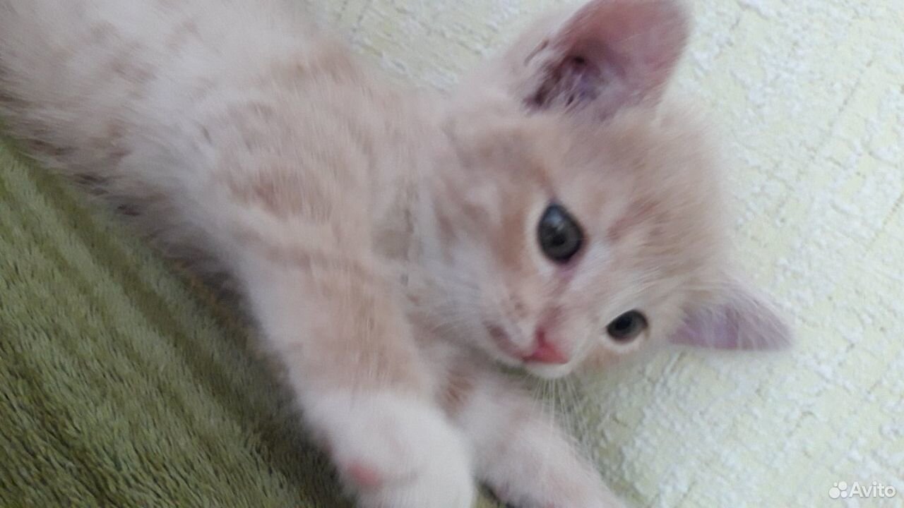 Персиковый котик(1.5 месяца) ищет семью купить на Зозу.ру - фотография № 6
