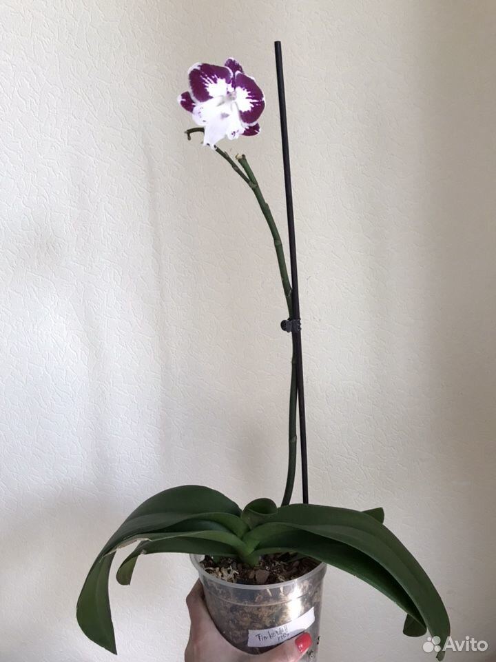 Орхидея фаленопсис Биг Лип Tinkerbell Kiss купить на Зозу.ру - фотография № 4