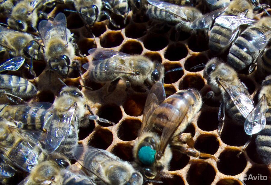 Матки пчелиные купить на Зозу.ру - фотография № 1