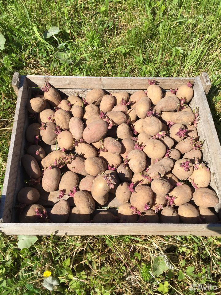 Картошка на семена купить на Зозу.ру - фотография № 1