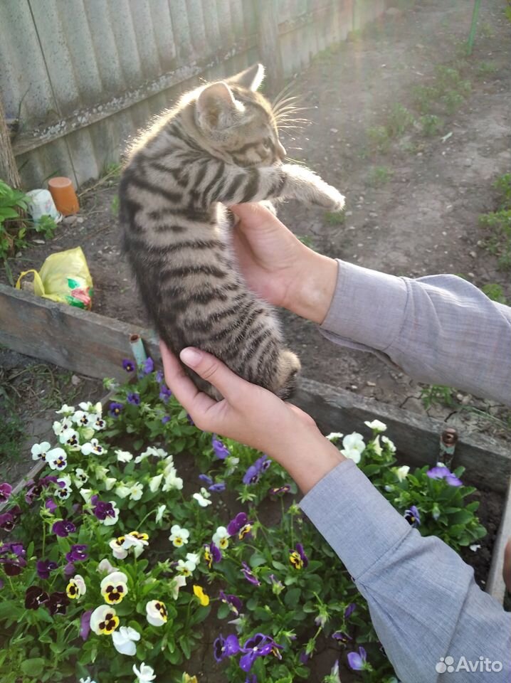 Бенгалка кошка купить на Зозу.ру - фотография № 1
