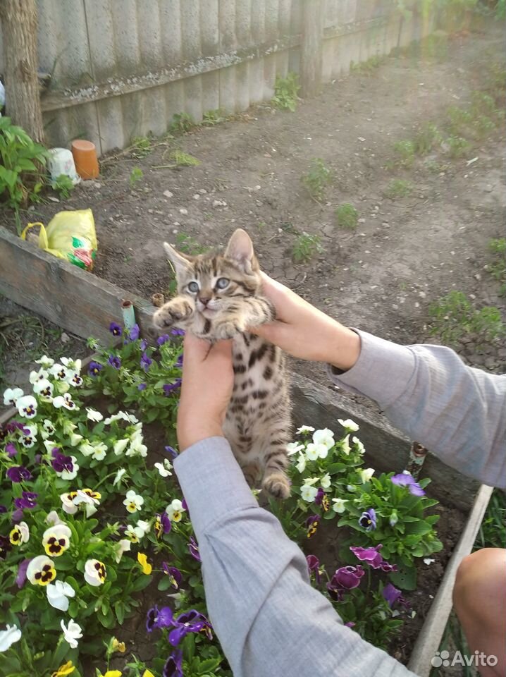 Бенгалка кошка купить на Зозу.ру - фотография № 5