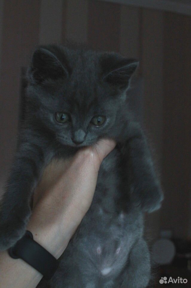 Отдам котёнка в добрые руки купить на Зозу.ру - фотография № 2