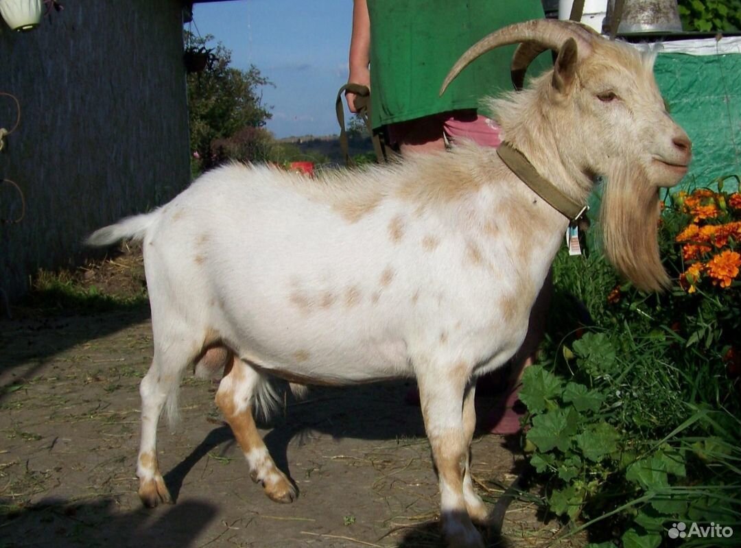 Камерунские Карликовые козы. Камерунские козы. Карликовая коза рост. Купить козу в ростовской