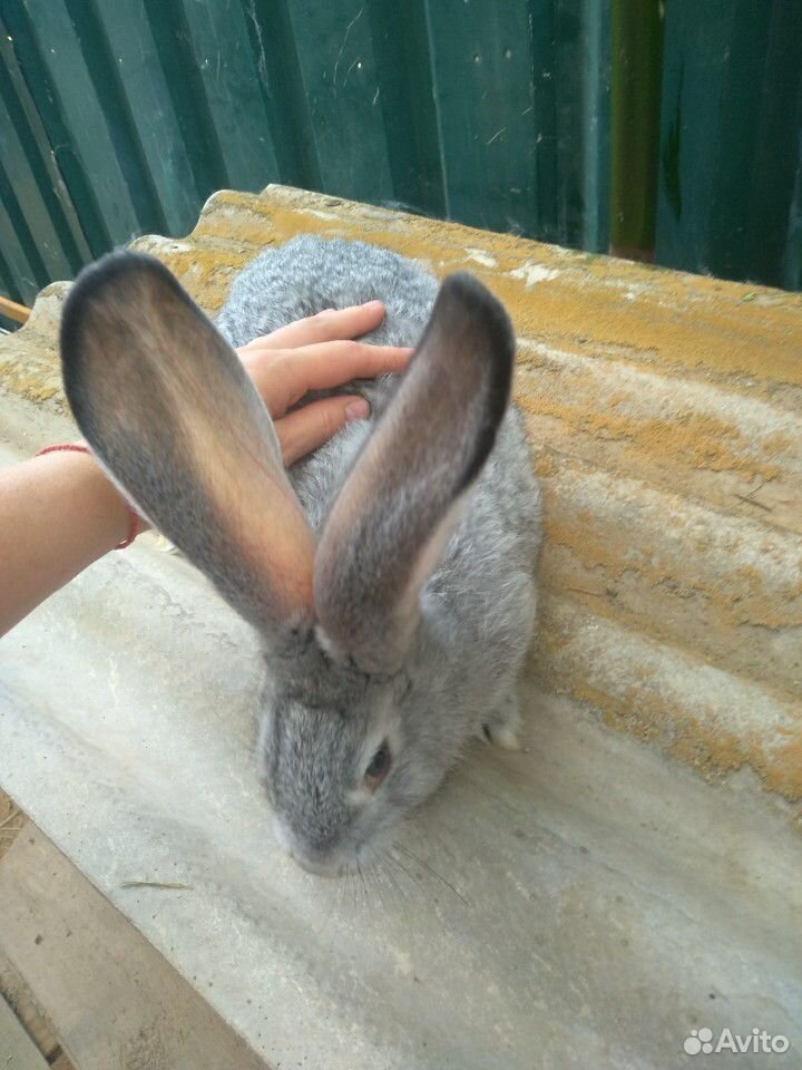 Кролик великан купить на Зозу.ру - фотография № 4