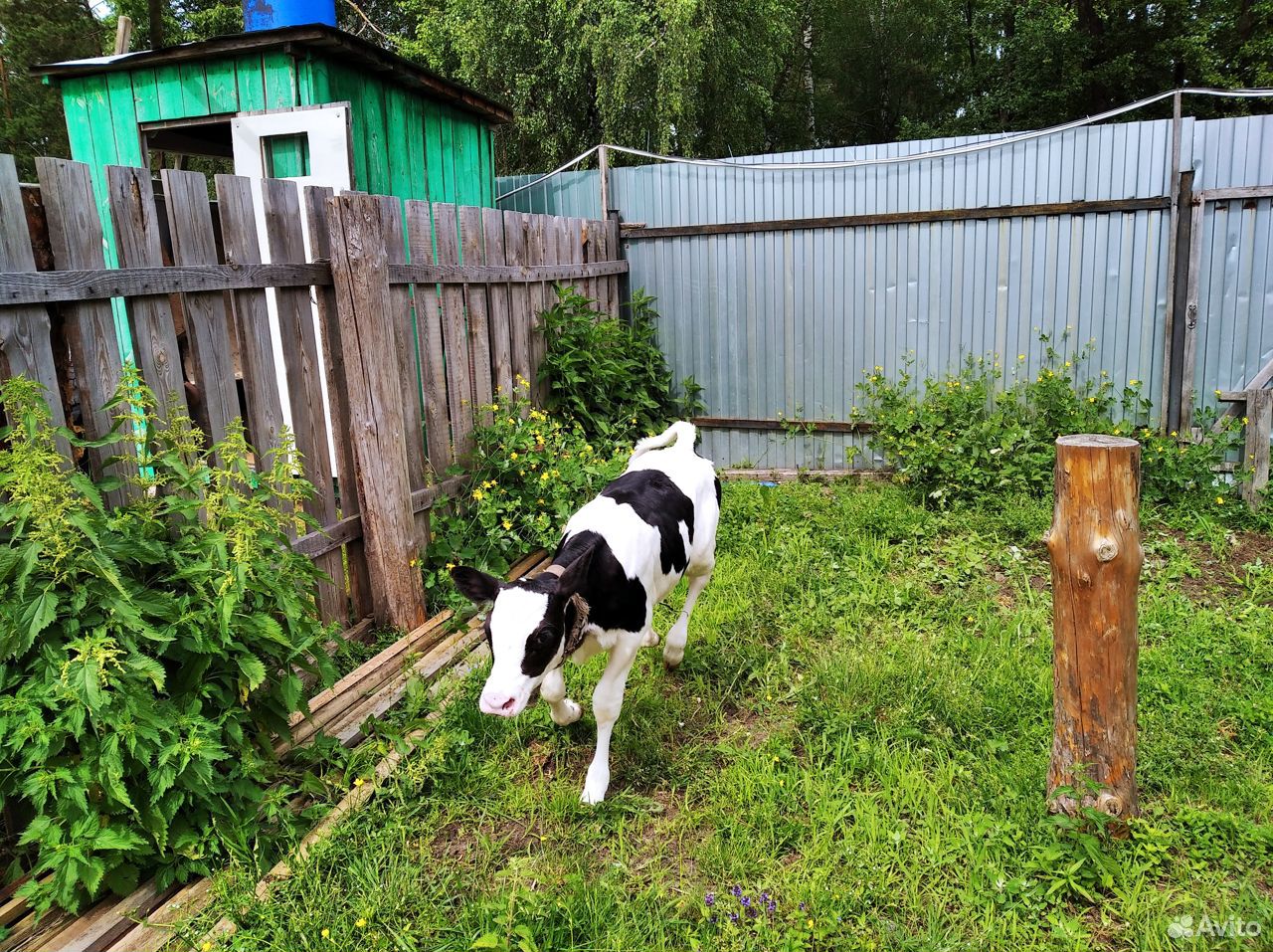 Телята на корову купить на Зозу.ру - фотография № 6