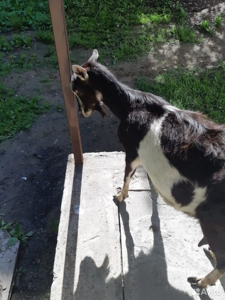 Нубийские и зааненские козы купить на Зозу.ру - фотография № 4