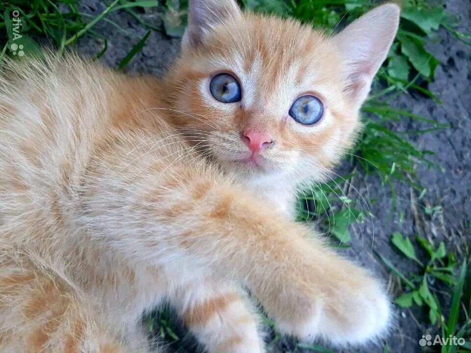 Рыжий котенок в добрые руки купить на Зозу.ру - фотография № 1
