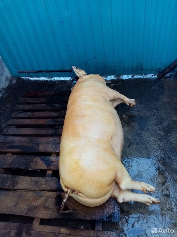Домашняя свинина купить на Зозу.ру - фотография № 5