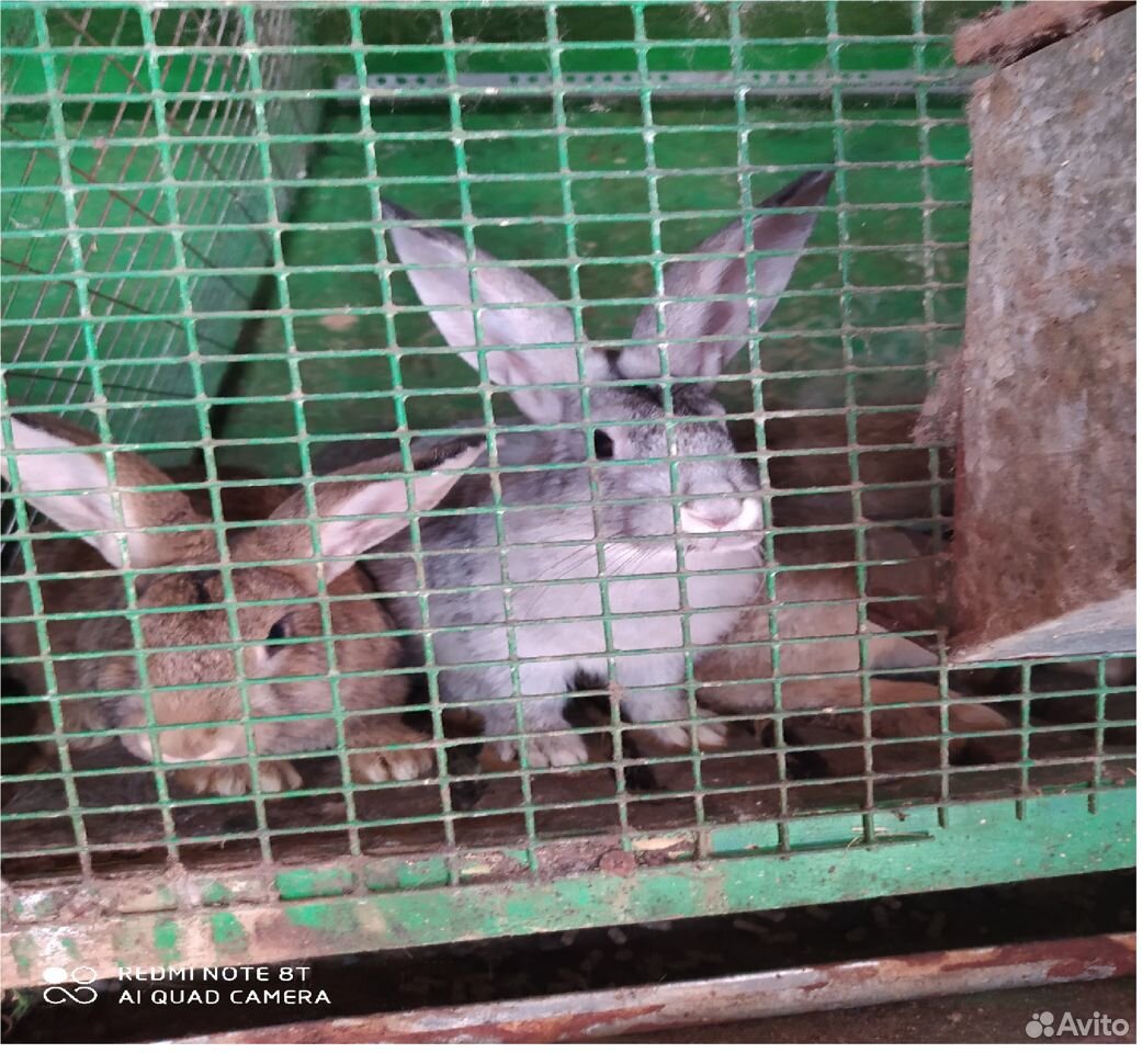 Крольчиха,крольчата 1-2 мес купить на Зозу.ру - фотография № 3