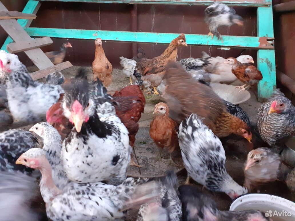 Курочки и цыплята в пгт Анна купить на Зозу.ру - фотография № 1