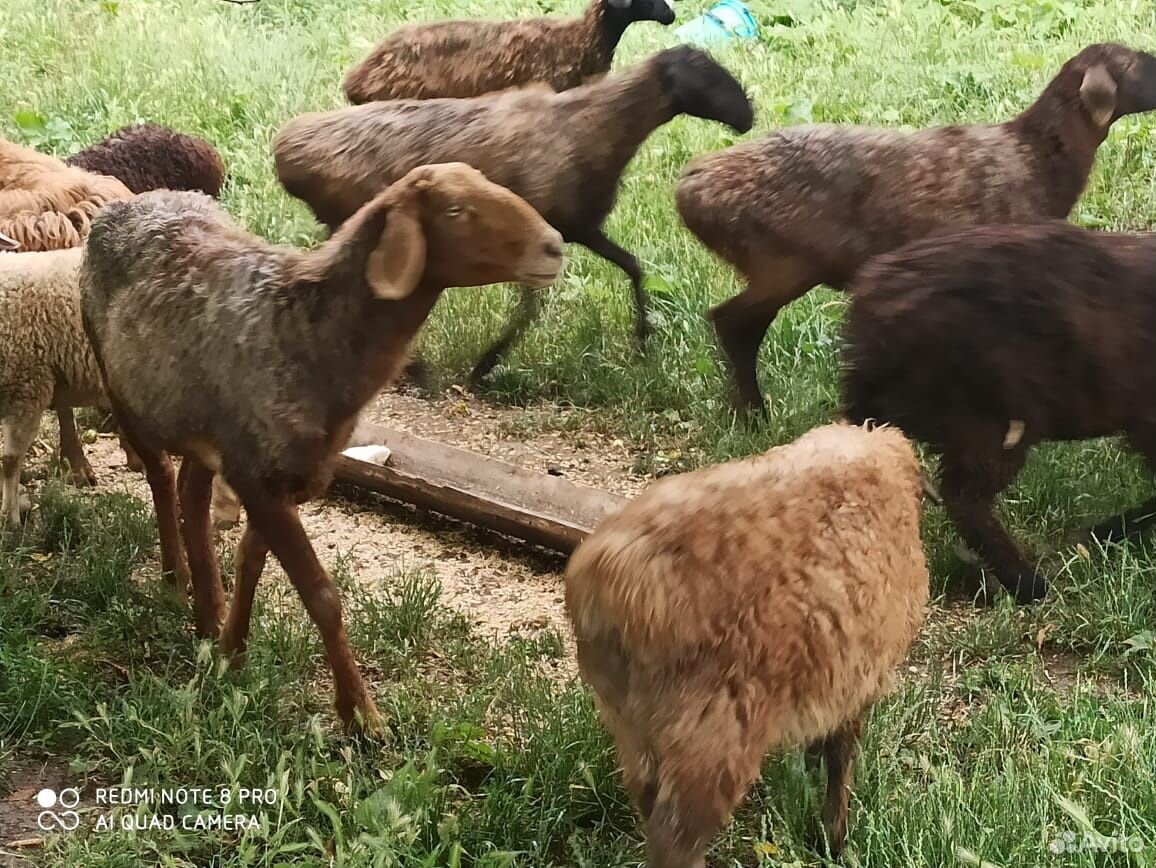 Овцы купить на Зозу.ру - фотография № 7